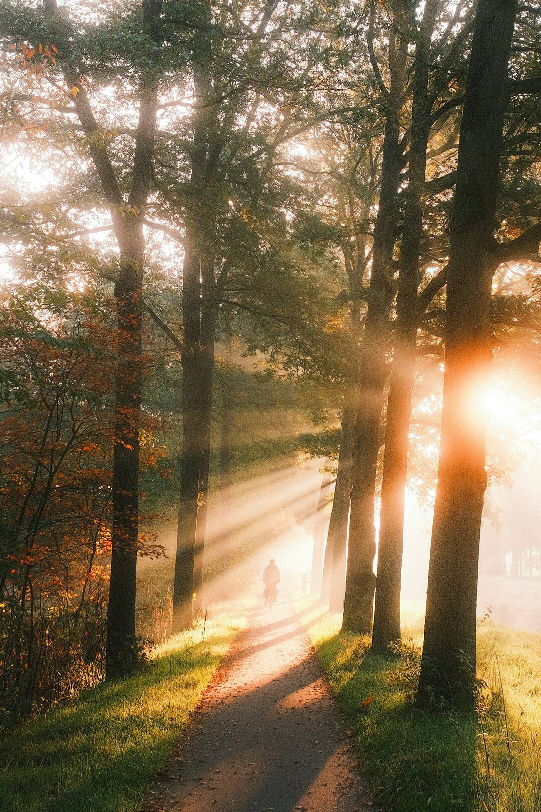 Zonlicht op een wandelpad tussen de bomen