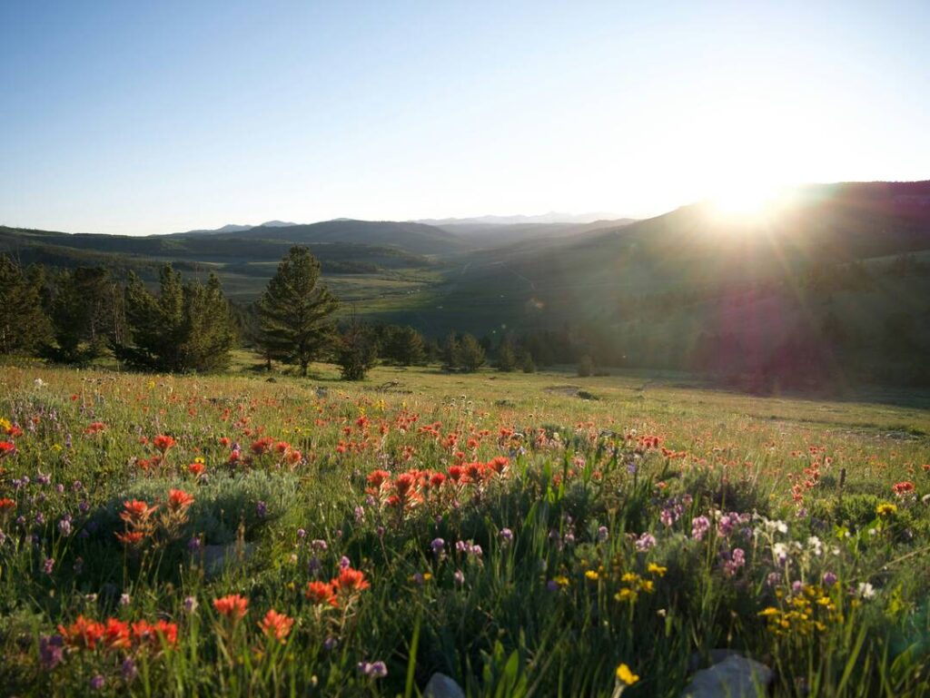 Bloemenweide in een heuvelachtig landschap